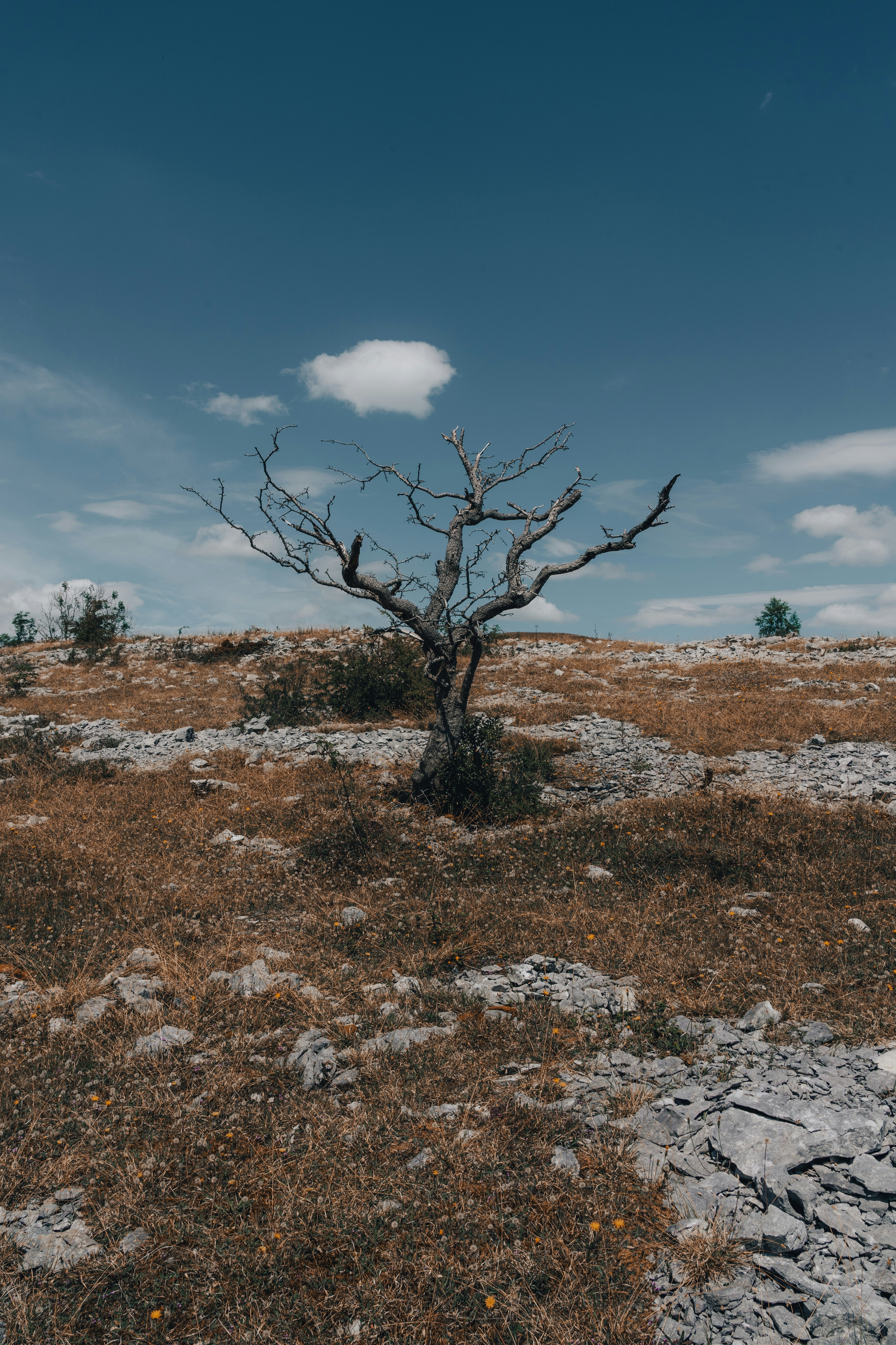 leafless tree on brown field under blue sky during daytime